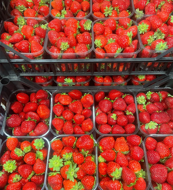 Fragole - Piemonte - 5/5,50 euro al chilogrammo